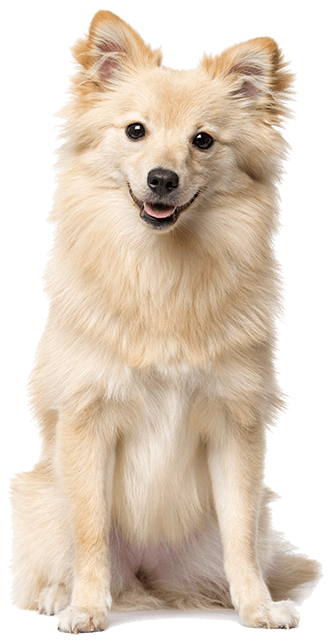 White fluffy dog sitting upright facing forward