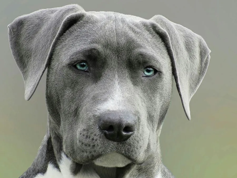 image of the head of a large gray dog