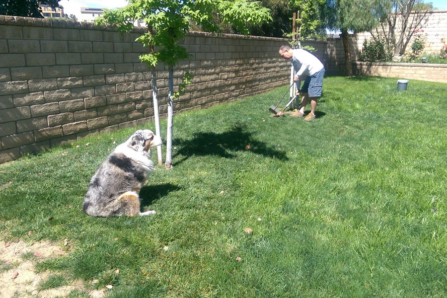 image professional pooper scooper with dog pick up poop in a backyard.