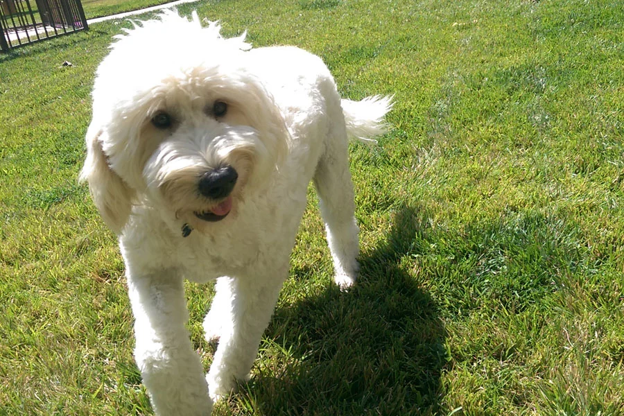 How to Capture Stunning Instagram Photos and Videos of Your Dog